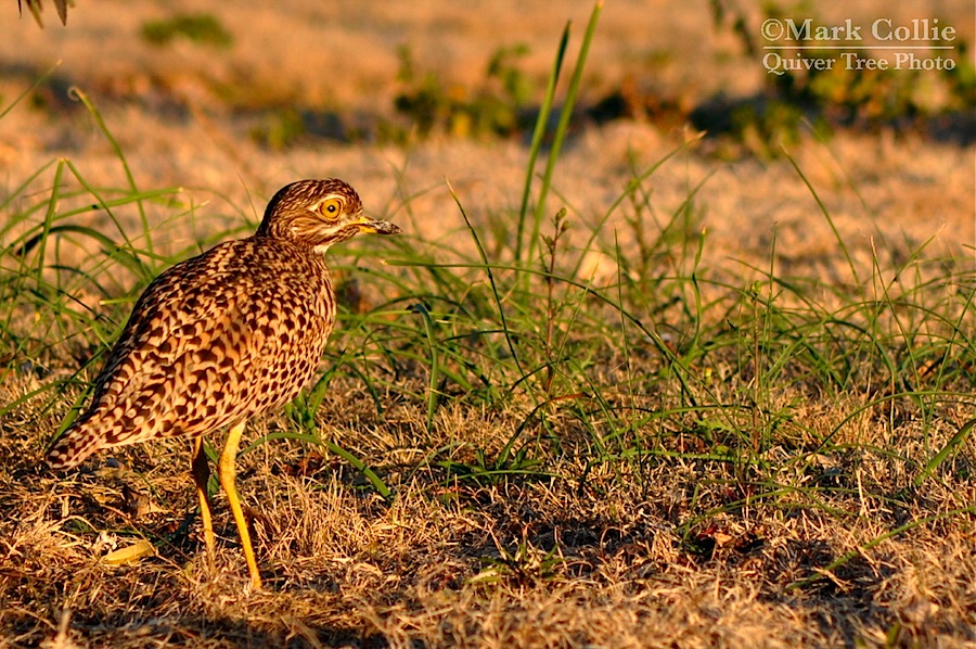 Wild Wednesday: Spotted Thick-Knee!